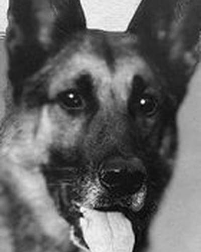 Strongheart the Dog фото