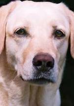 Мэдисон фото