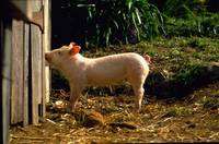 Кадр Бэйб: Четвероногий малыш