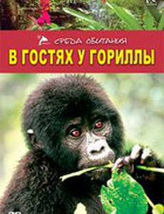 В гостях у гориллы