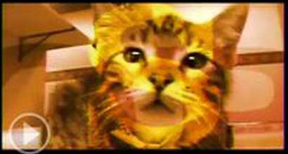 Вступительные титры