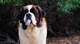 Кадр из фильма "Бетховен 5 (видео)" - 2