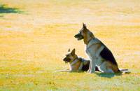 Кадр К-9 III: Частные детективы (видео)