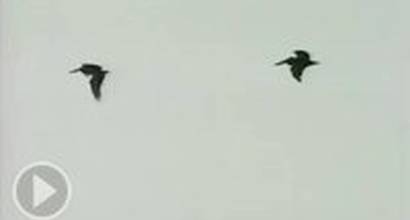 Музыкальный клип