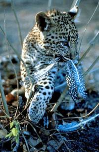 Кадр Бегущие на волю