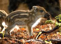 Кадр Зеленая Вселенная