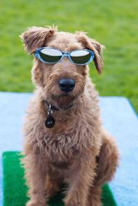 Кадр Пожарный пес