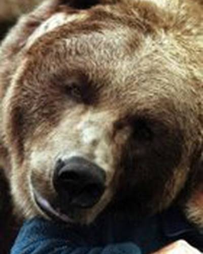 медведь Барт фото