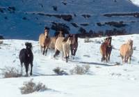 Кадр Мельбурнский кубок