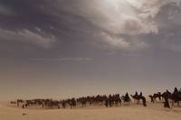 Кадр Черное золото