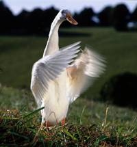 Кадр Бэйб: Четвероногий малыш