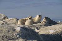 Кадр Мишка на севере