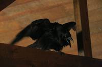 Кадр Дневники вампира