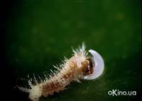 Кадр Букашки! 3D