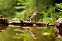 Кадр Зеленая Вселенная