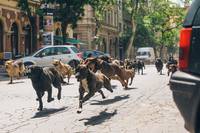 Кадр Белый бог