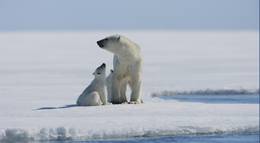 Кадр из фильма "Мишка на севере" - 1