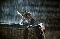 Кадр Бешеные скачки