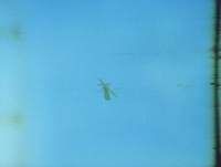 Кадр Караул