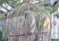 Кадр Шерлок Холмс и доктор Ватсон: Король шантажа