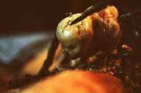 Кадр Колыбель кошмаров (видео)