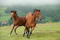 Кадр Боевой конь