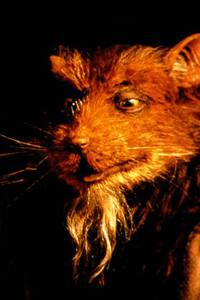 Кадр Черепашки-ниндзя