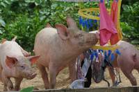 Кадр Дикая природа домашних животных