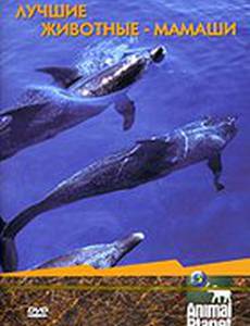 Animal Planet. Лучшие животные-мамаши