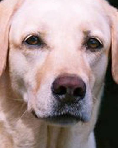 Мэдисон фото