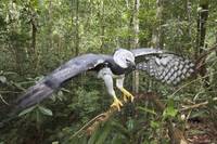 Кадр Амазония: Инструкция по выживанию 3D