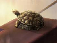 Кадр Кэйон!