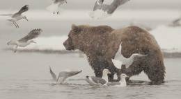 Кадр из фильма "Медведи Камчатки. Начало жизни" - 1