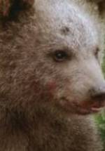 медведь Юк фото