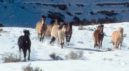 Кадр из фильма "Мельбурнский кубок" - 1