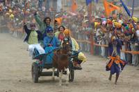 Кадр Цвет шафрана