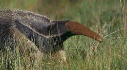 Кадр из фильма "Амазония: Инструкция по выживанию 3D" - 2