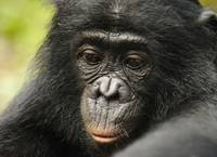 Кадр Бонобо