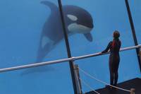 Кадр Ржавчина и кость