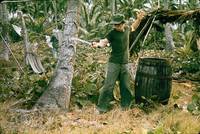 Кадр Бананы