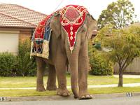 Кадр Слон и принцесса