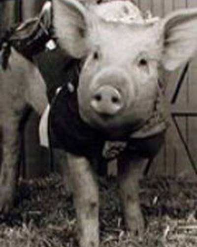 Арнольд фото