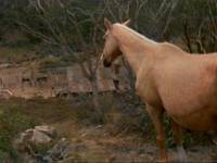 Кадр Серебряный ветер