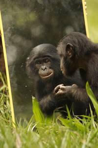 Кадр Бонобо