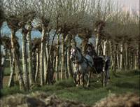 Кадр Дерево для башмаков