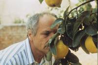 Кадр Солнце в листве айвового дерева