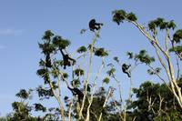 Кадр Бонобо