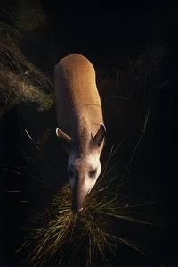 Кадр Амазония: Инструкция по выживанию 3D