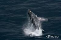 Кадр Дом. История путешествия