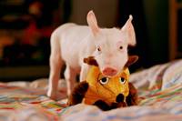 Кадр Руди – гончий поросенок